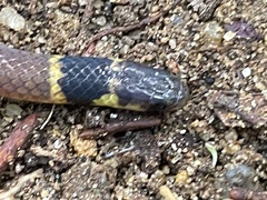 Aparallactus jacksonii