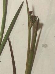 Juncus planifolius