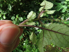 Plectranthus ciliatus