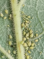 Aphis verbasci