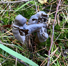 Helvella vespertina