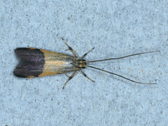 Crocanthes micradelpha