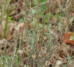 Santolina chamaecyparissus