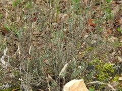 Santolina chamaecyparissus