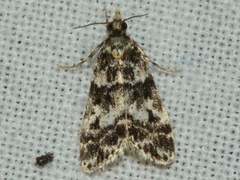 Eudonia aphrodes