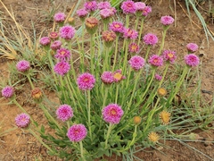 Pseudopegolettia tenella