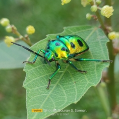 Chrysocoris