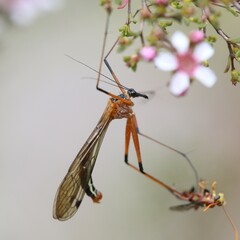Harpobittacus