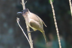 Pycnonotus barbatus layardi