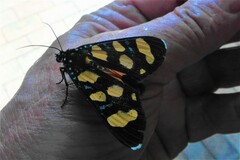 Heraclia africana