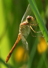 Sympetrum meridionale