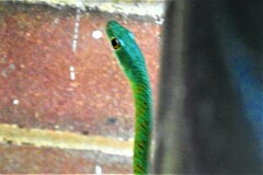 Philothamnus semivariegatus