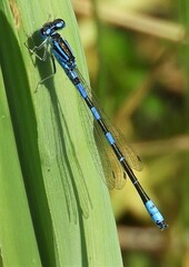 Coenagrion scitulum