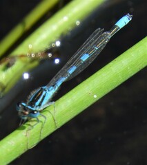 Coenagrion scitulum