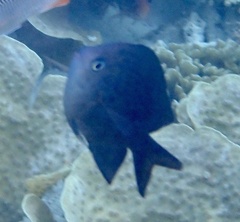 Acanthochromis polyacanthus