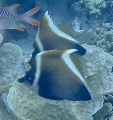 Heniochus varius