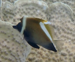 Heniochus varius
