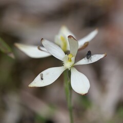 Caladenia marginata