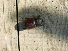 Oryctes nasicornis corniculatus