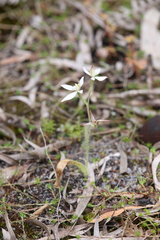 Caladenia marginata