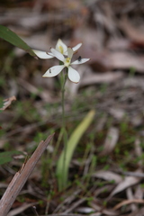 Caladenia marginata