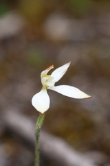 Caladenia marginata
