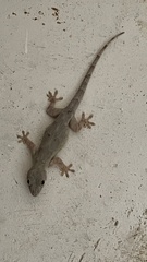 Hemidactylus platycephalus