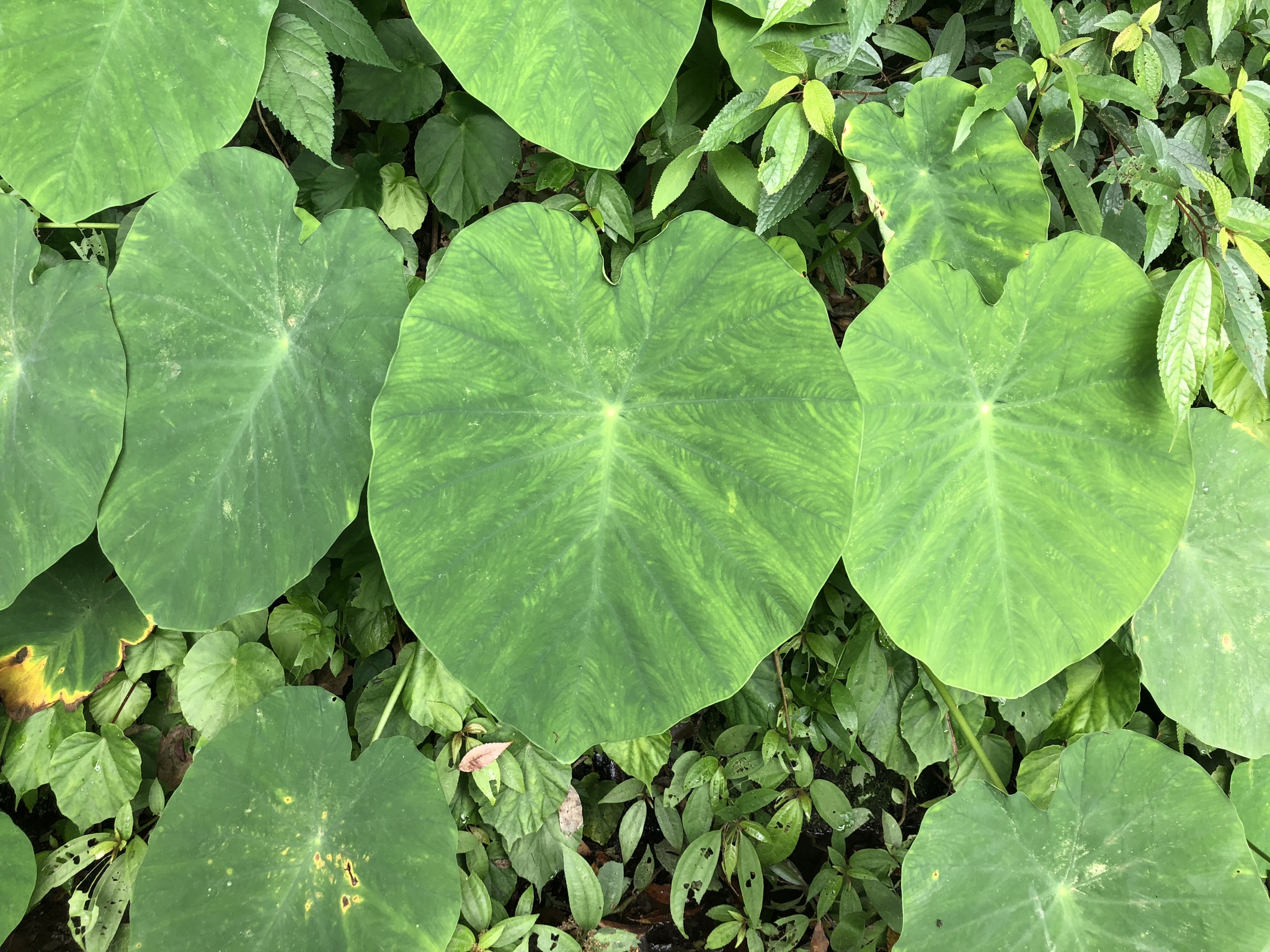 Colocasia