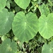 Colocasia - Photo (c) Cheng-Tao Lin,  זכויות יוצרים חלקיות (CC BY), uploaded by Cheng-Tao Lin