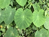 Elephant Ears - Photo (c) Cheng-Tao Lin, some rights reserved (CC BY), uploaded by Cheng-Tao Lin