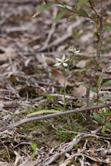 Caladenia marginata
