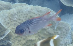 Myripristis violacea