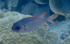 Myripristis violacea