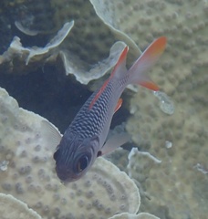 Myripristis violacea