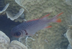 Myripristis violacea