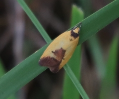Ageletha