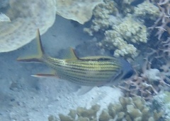 Neoniphon sammara