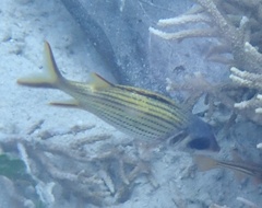 Neoniphon sammara