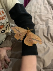 Opodiphthera loranthi