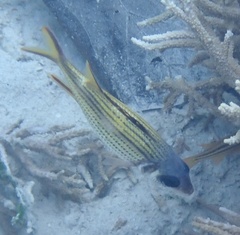 Neoniphon sammara