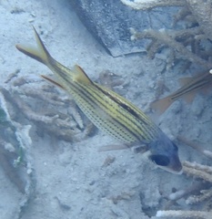 Neoniphon sammara