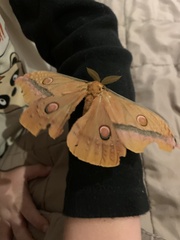 Opodiphthera loranthi