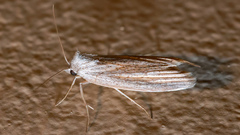Prionopterina grammatistis