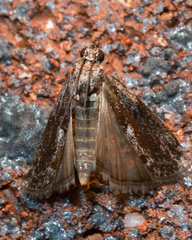 Sciota melanostyla