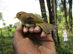 Phylloscopus umbrovirens