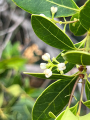 Oleaceae