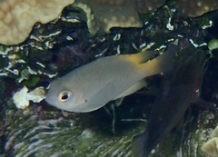 Pomacentrus lepidogenys