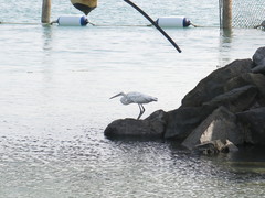 Egretta gularis