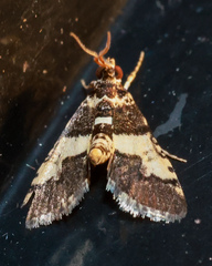 Nacoleia mesochlora