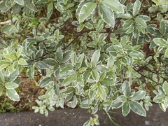 Euonymus japonicus